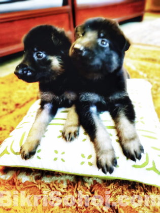 German Shepherd Puppy's